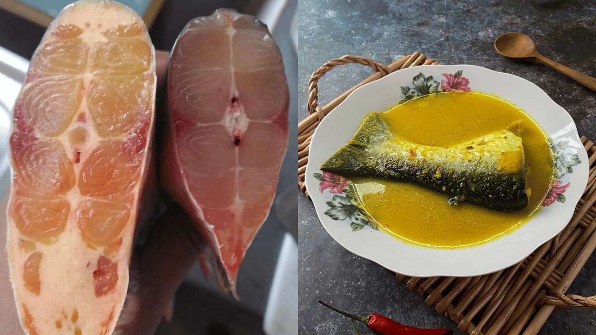 jenis ikan patin
