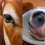 Makan Mata Lembu Mentah Kononnya Baik Untuk Kesihatan? Ini Penjelasan Pakar & Hukum Dalam Islam