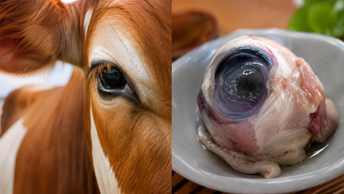 Makan Mata Lembu Mentah Kononnya Baik Untuk Kesihatan? Ini Penjelasan Pakar & Hukum Dalam Islam