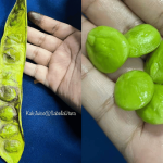 Jangan Buang Petai Kecut! Petua Mudah Ini Buat Isi Kembali Segar, Pejal & Sedap Dimasak