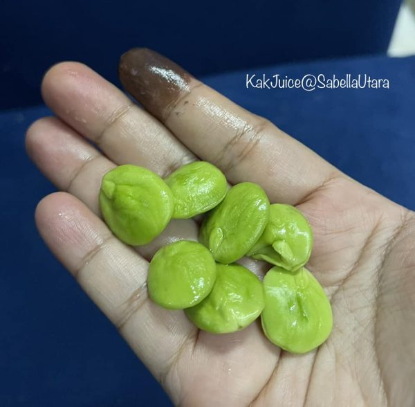petua petai kembali segar