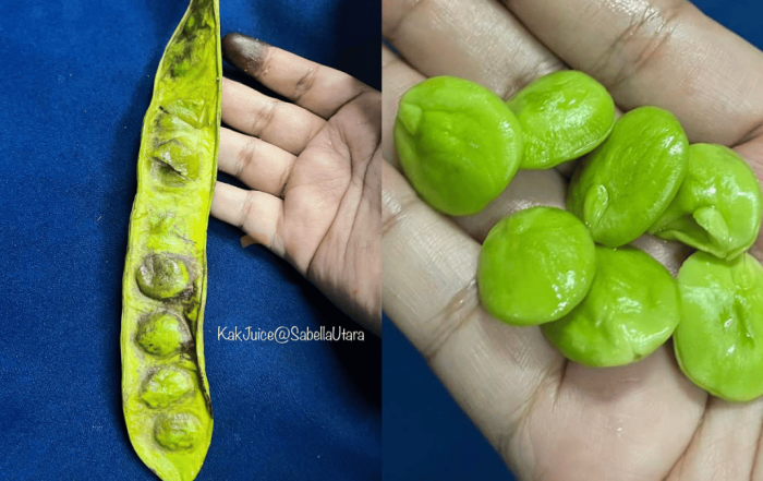 petua petai kembali segar