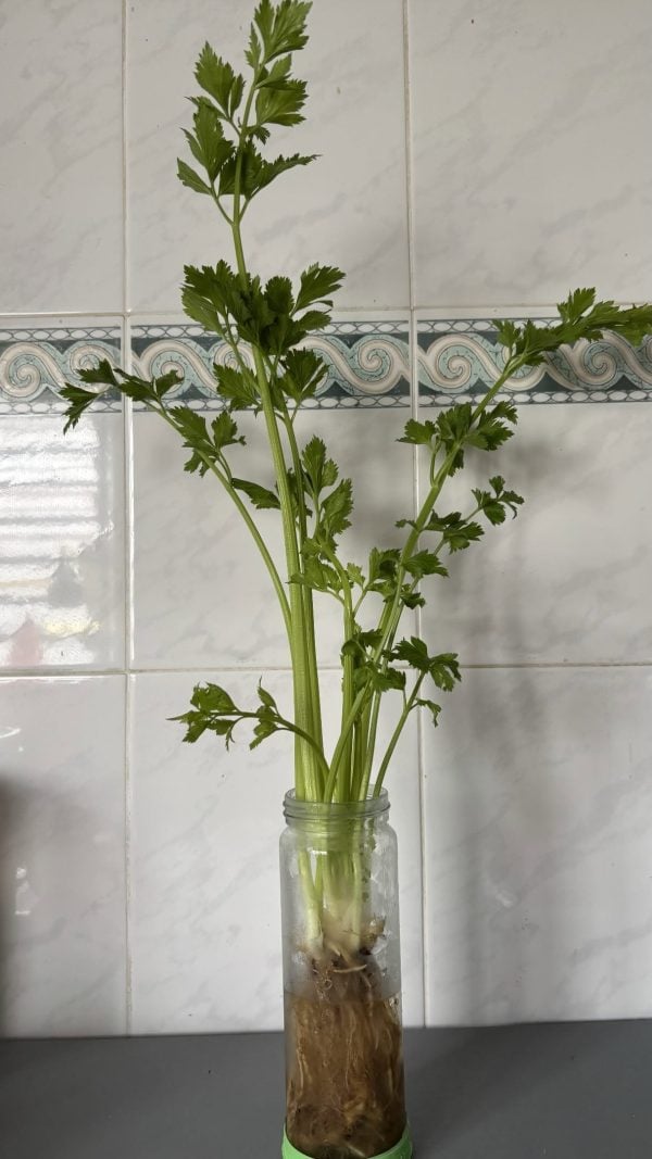 petua simpan daun sup
