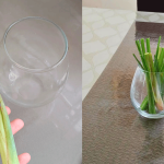 Tips Halau Lalat Guna Serai, Tak Sangka Boleh Buat Semua ‘Cabut Lari’ Dari Rumah