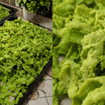 Rangup Krup-Krap, Resipi Muruku Kacang Peas Ini Memang Buat Mulut Ralit Mengunyah!