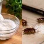 Lipas Degil Pun Boleh Cabut Lari, Rahsianya Hanya Guna 2 Bahan Yang Ada Di Dapur