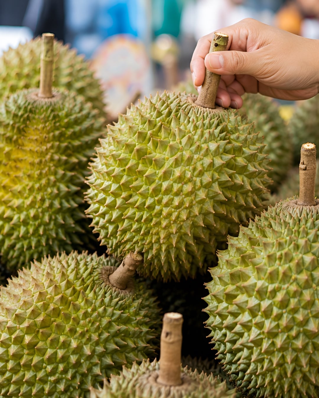 cara pilih durian
