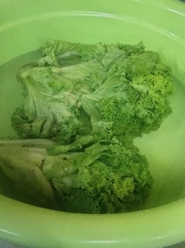 daun salad layu