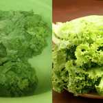 Daun Salad Layu Jangan Buang Dulu, Petua Ini Buat Ia Kembang Semula Dalam 2-3 Jam!