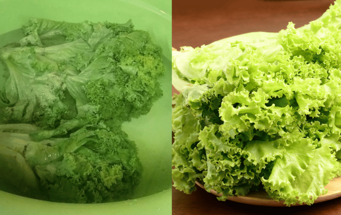 daun salad layu