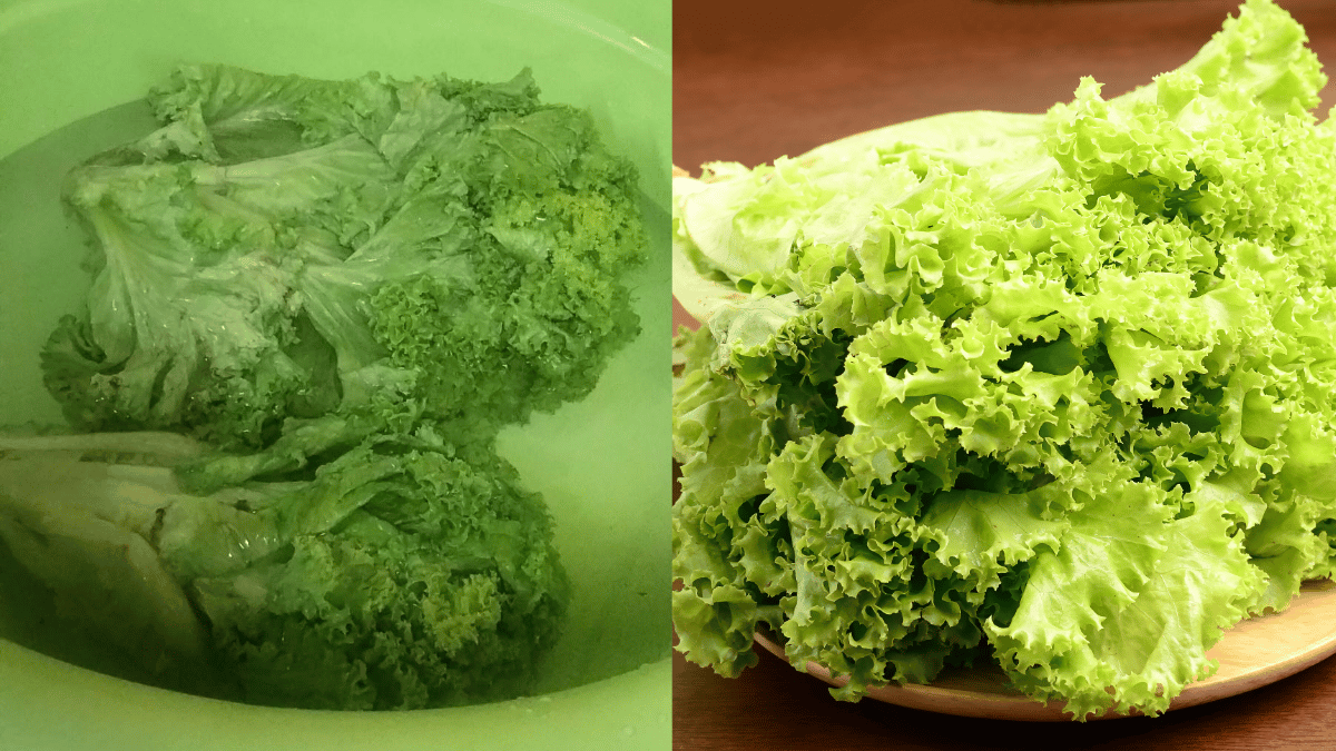 daun salad layu