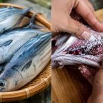 Ramai Tak Tahu, Bahagian Ini Pada Ikan Tongkol Jadi Punca Badan Gatal Selepas Makan, Kena Buang Dulu!
