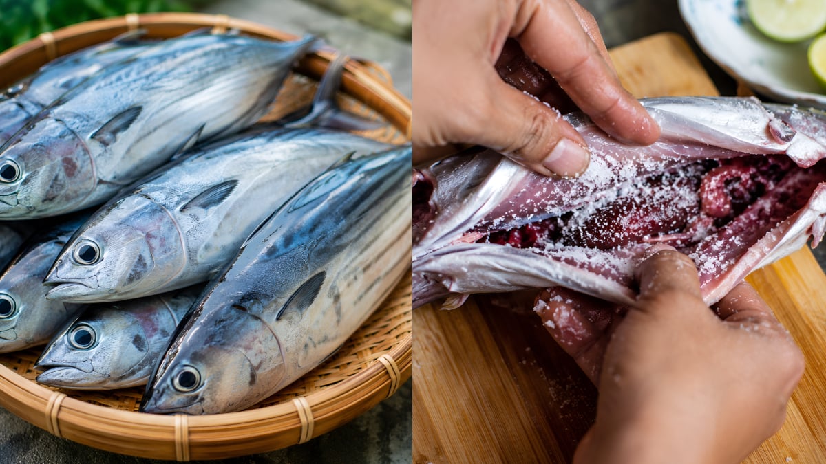 ikan tongkol gatal
