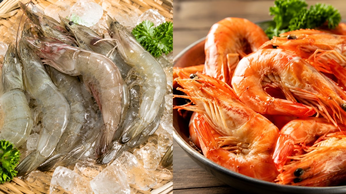 jenis jenis udang