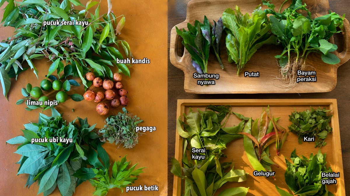 jenis ulam kampung