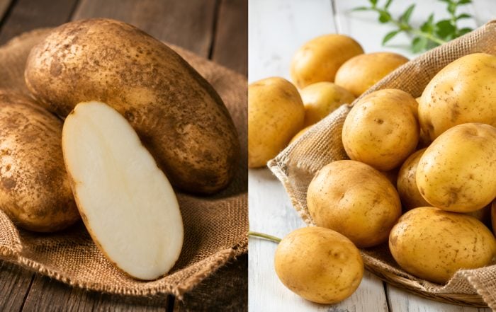 kentang russet