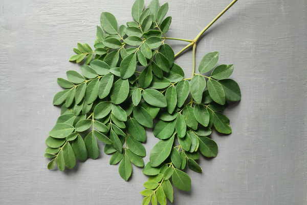 khasiat daun moringa