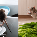 Petua Halau Tikus Dari Rumah Guna 5 Jenis Daun, Tak Sangka Baunya Buat 1 Keturunan ‘Angkat Kaki’!