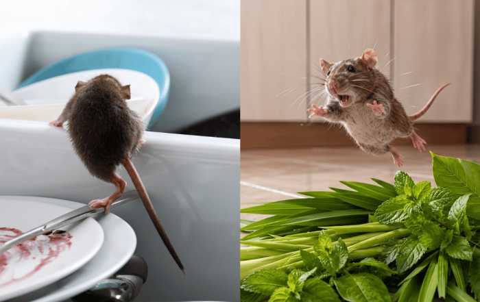 petua halau tikus