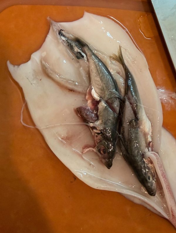sotong sumbat ikan
