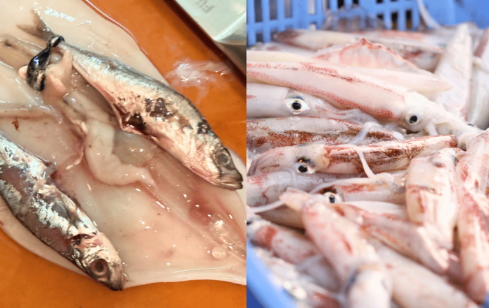 sotong sumbat ikan