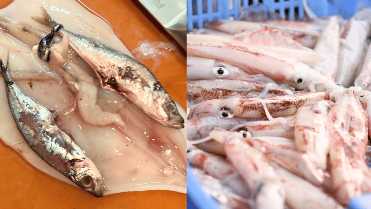 sotong sumbat ikan
