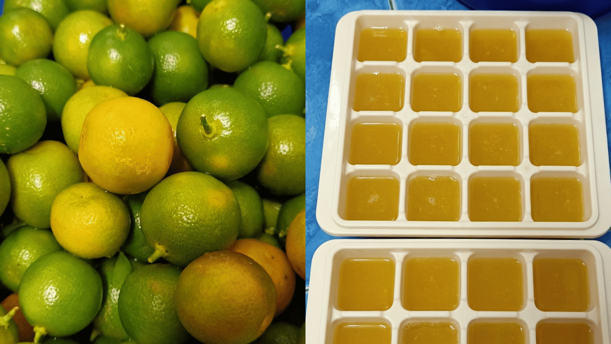 buah limau kasturi