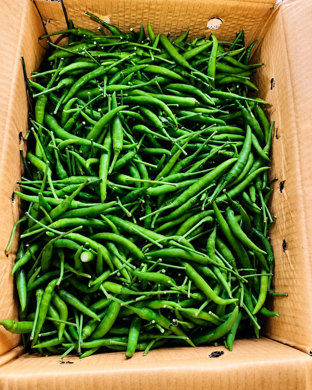 jenis cili padi