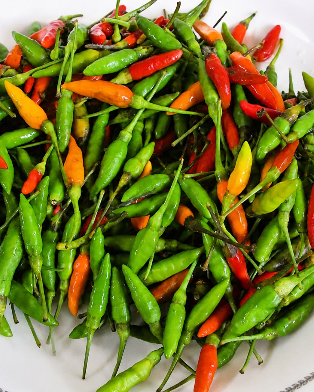 jenis cili padi