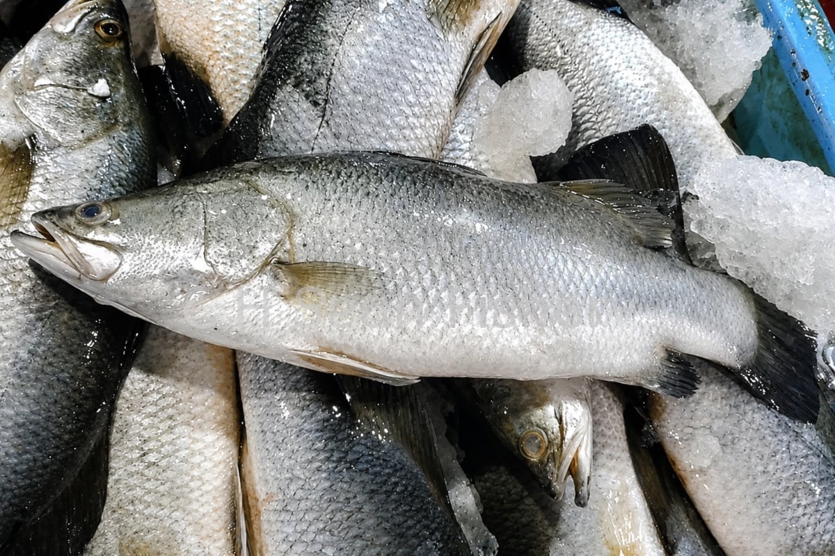 jenis ikan di malaysia