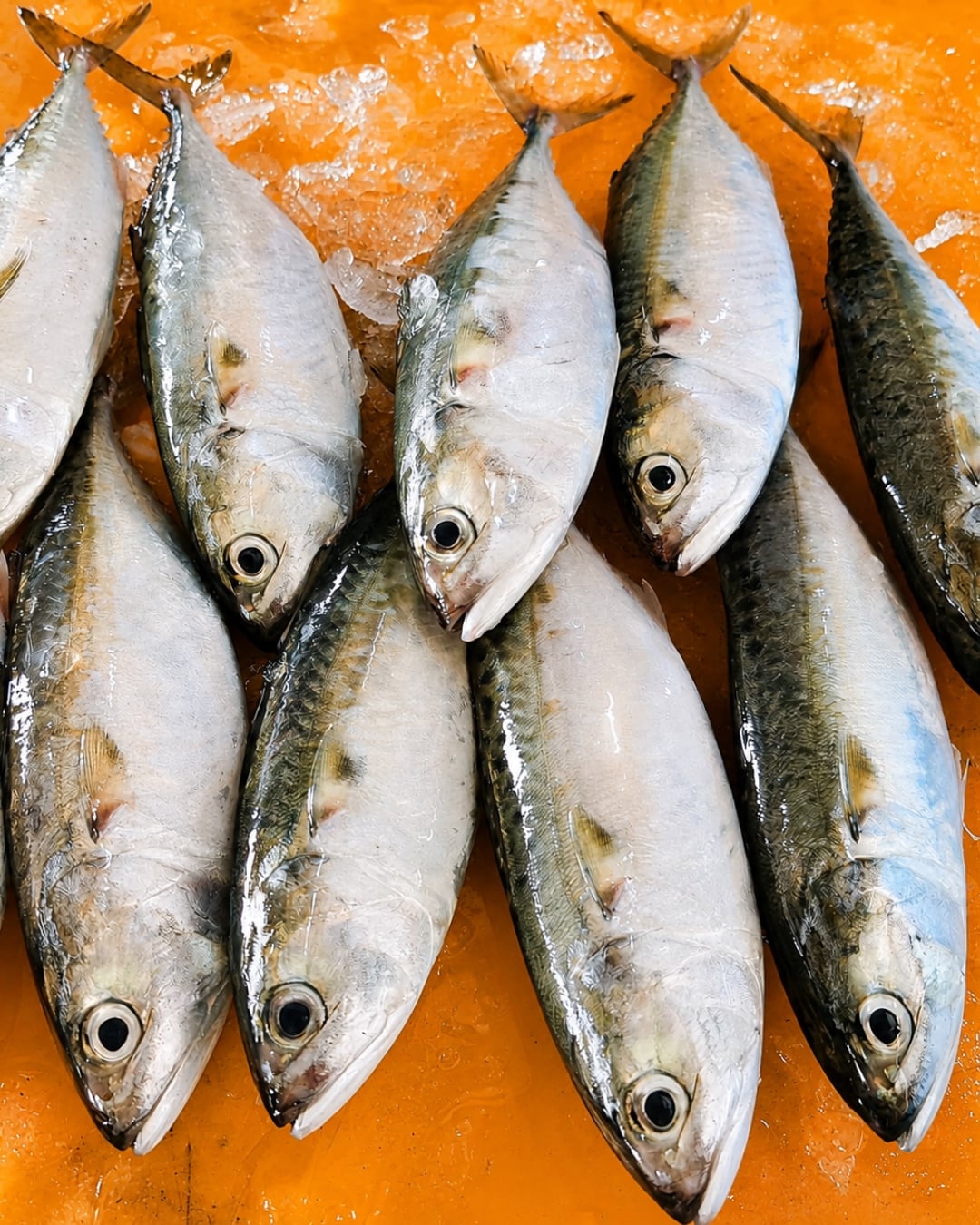jenis ikan di malaysia