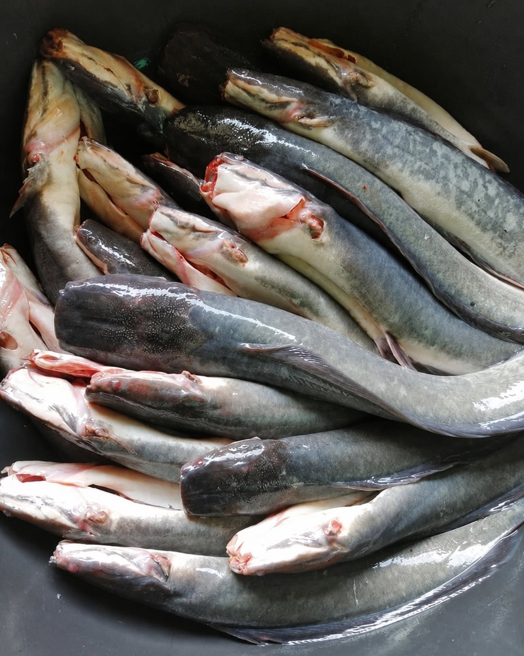 jenis ikan di malaysia