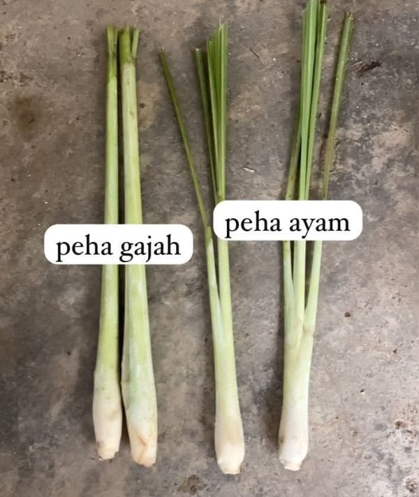 jenis serai