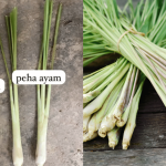 Beza Serai Paha Ayam Vs Serai Paha Gajah, Jangan Tersalah Pilih Kalau Nak Masakan Lebih Harum