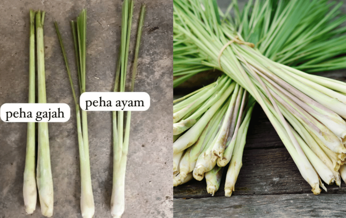jenis serai