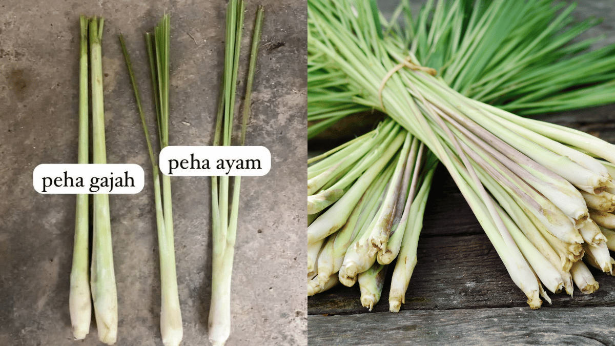 Beza Serai Paha Ayam Vs Serai Paha Gajah, Jangan Tersalah Pilih Kalau Nak Masakan Lebih Harum