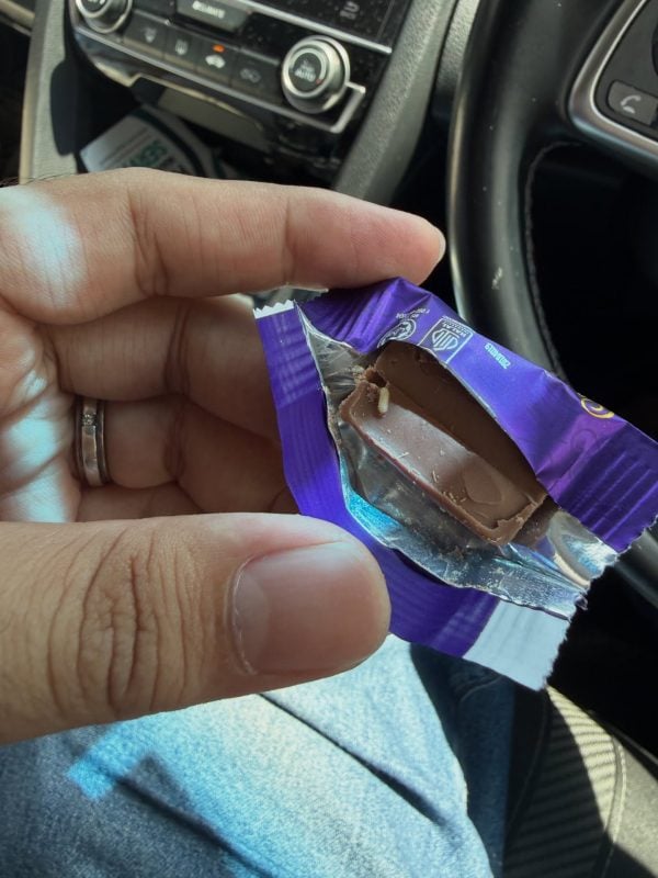 coklat berulat