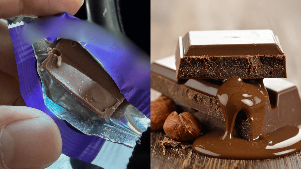 coklat berulat