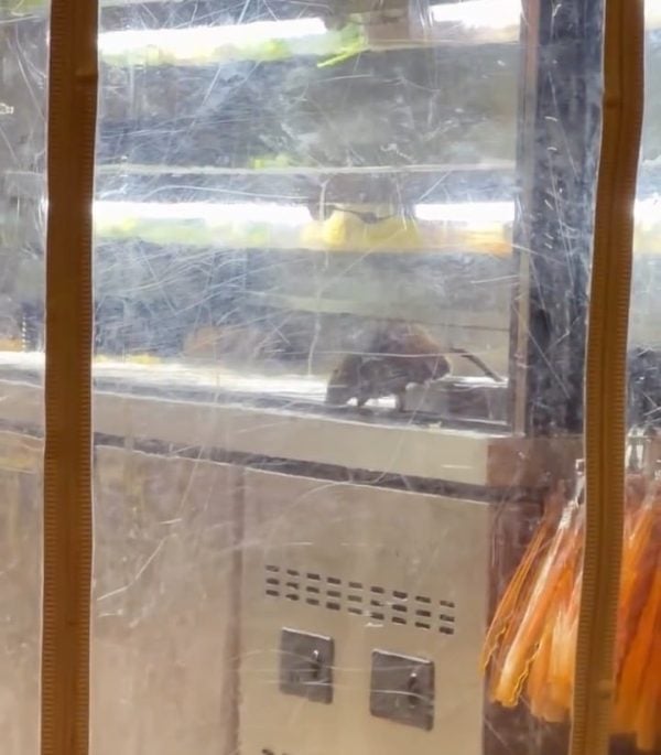 tikus besar