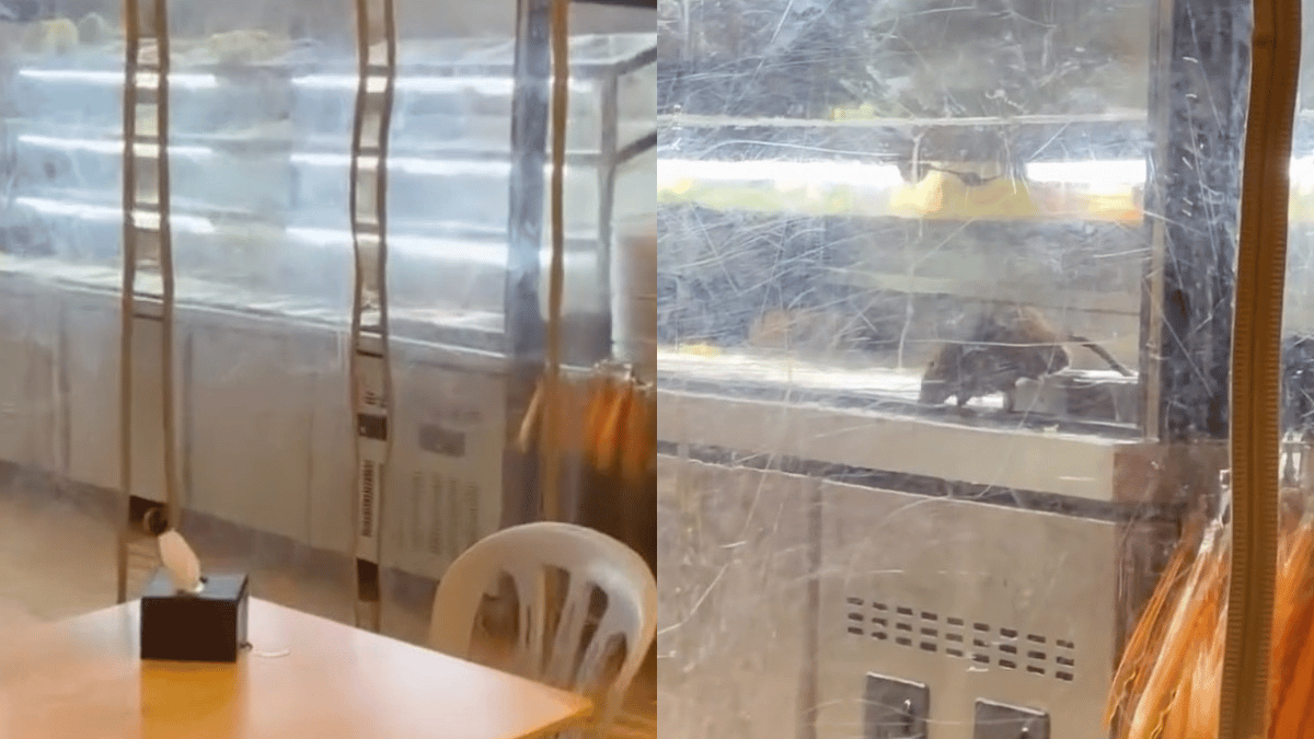 tikus besar