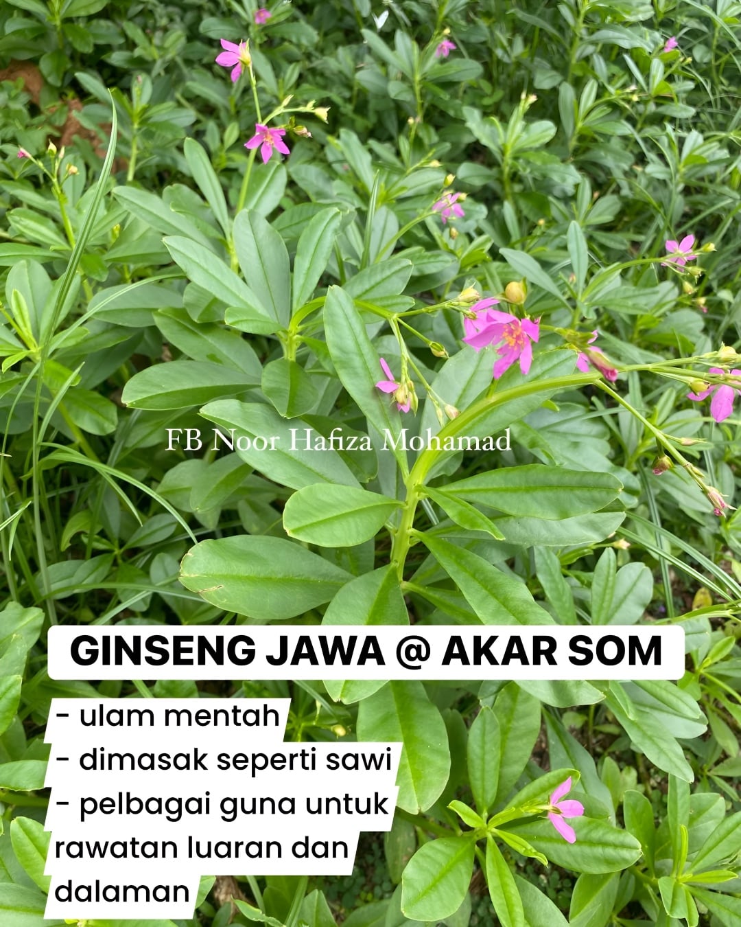 pokok liar