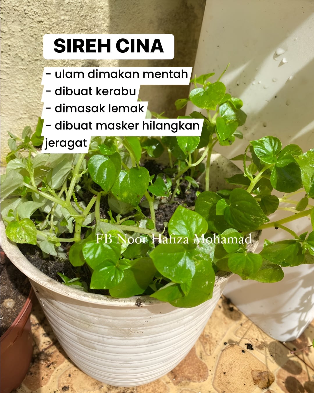 pokok liar