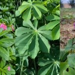 Pokok Liar Yang Selalu Disangka Semak Ini Sebenarnya Boleh Dimakan, Ini 17 Jenisnya