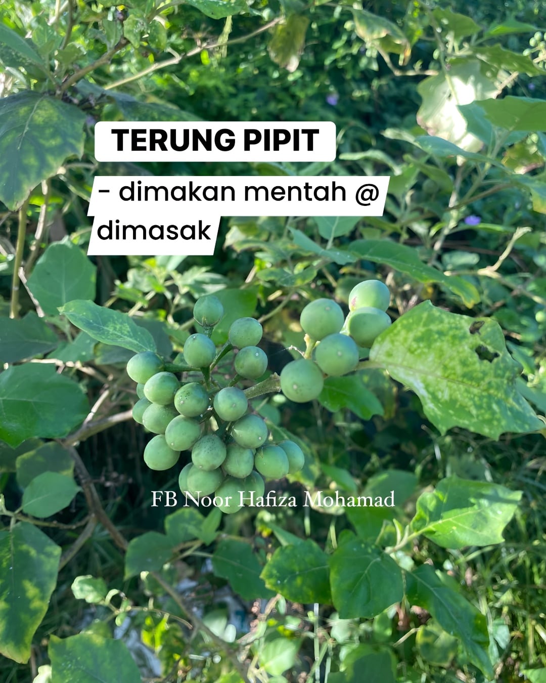 pokok liar