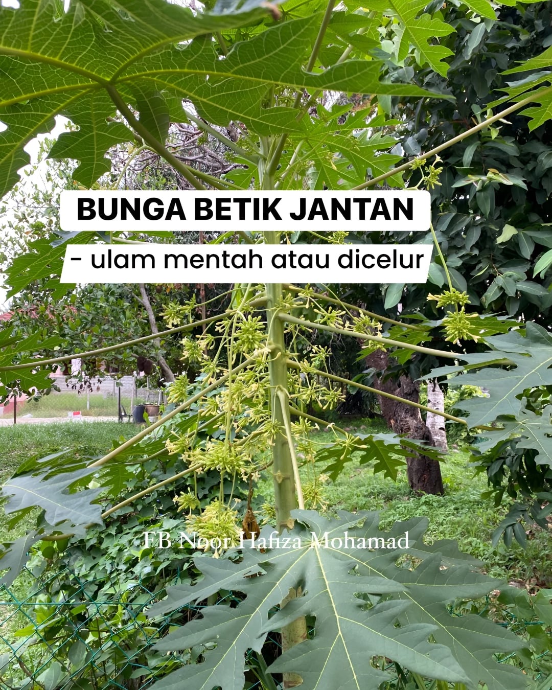 pokok liar
