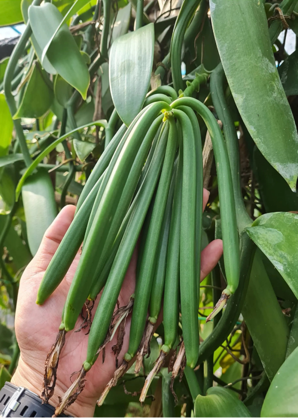 vanilla bean