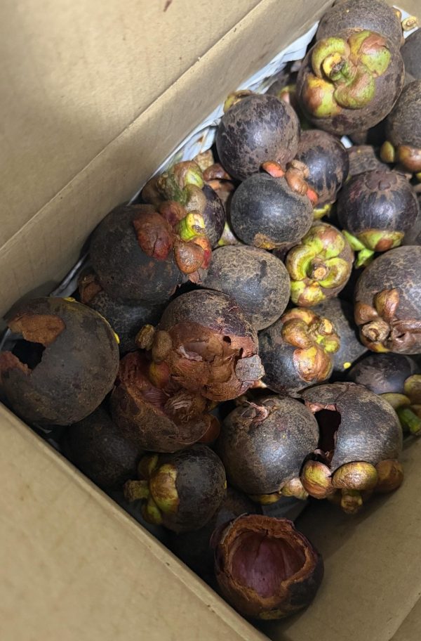 beli buah manggis