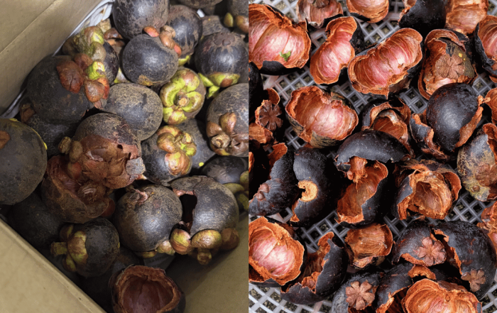 beli buah manggis