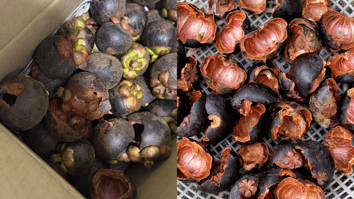 beli buah manggis