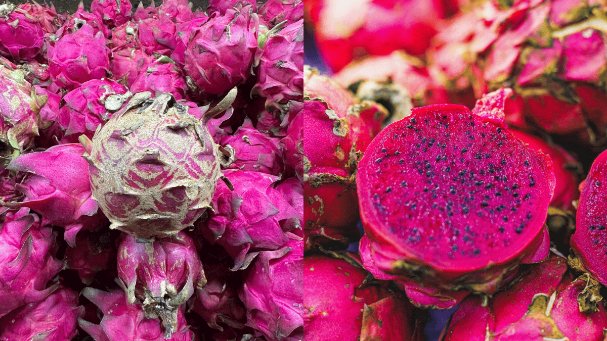 Tip Pilih Buah Naga Merah, Kulit ‘Karat’ Rupanya Salah Satu Petua Nak Dapat Yang Manis